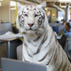 Illustration for article titled Company Commits To Hiring More Bengal Tigers In Effort To Improve Office Biodiversity